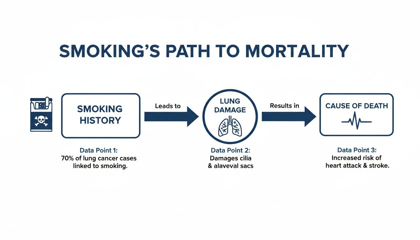 Infographic showing smoking's path to mortality: smoking history leads to lung damage, resulting in death.