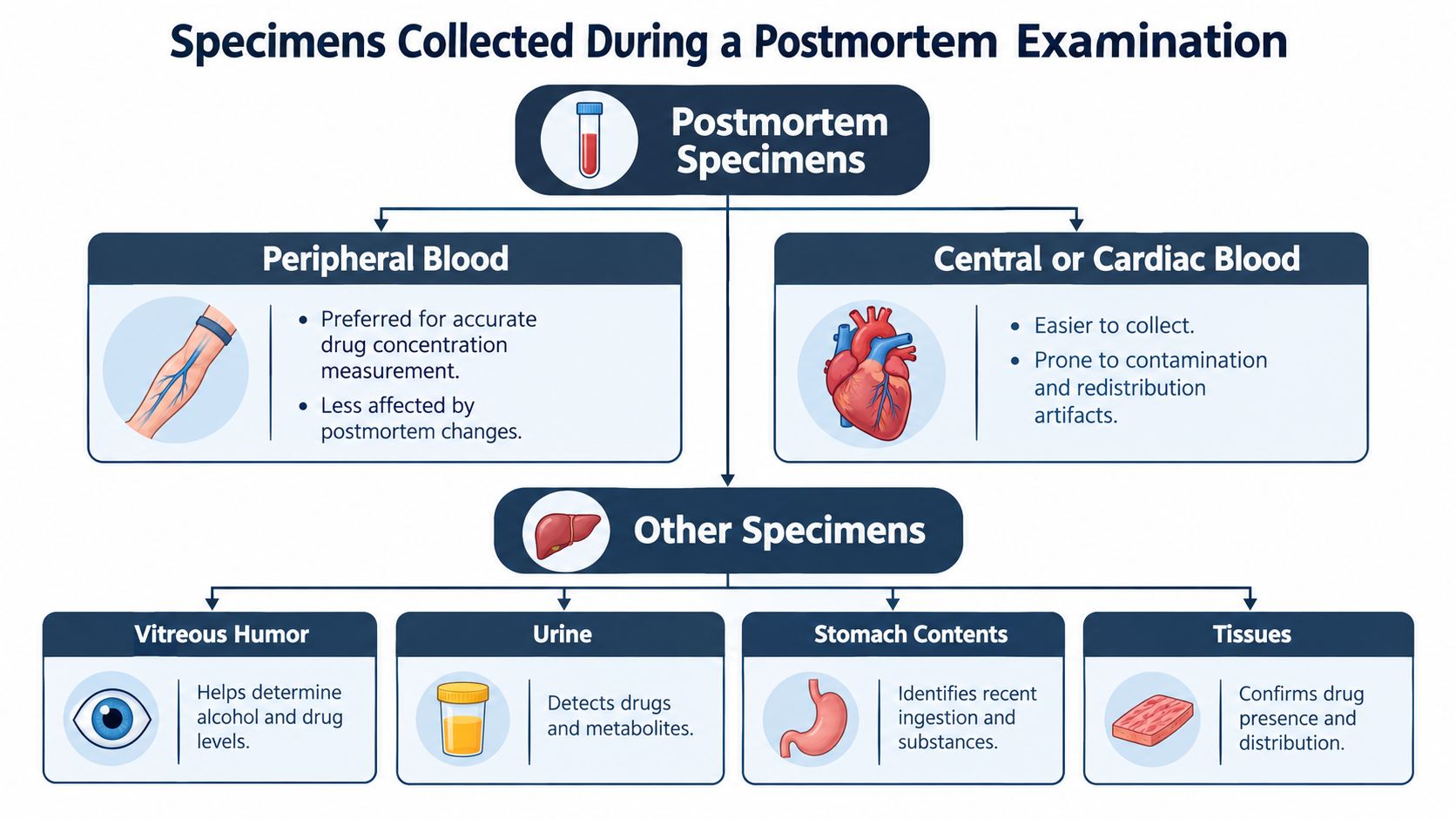 A diagram illustrating various postmortem specimens collected during an autopsy, including blood types, vitreous humor, and tissues.