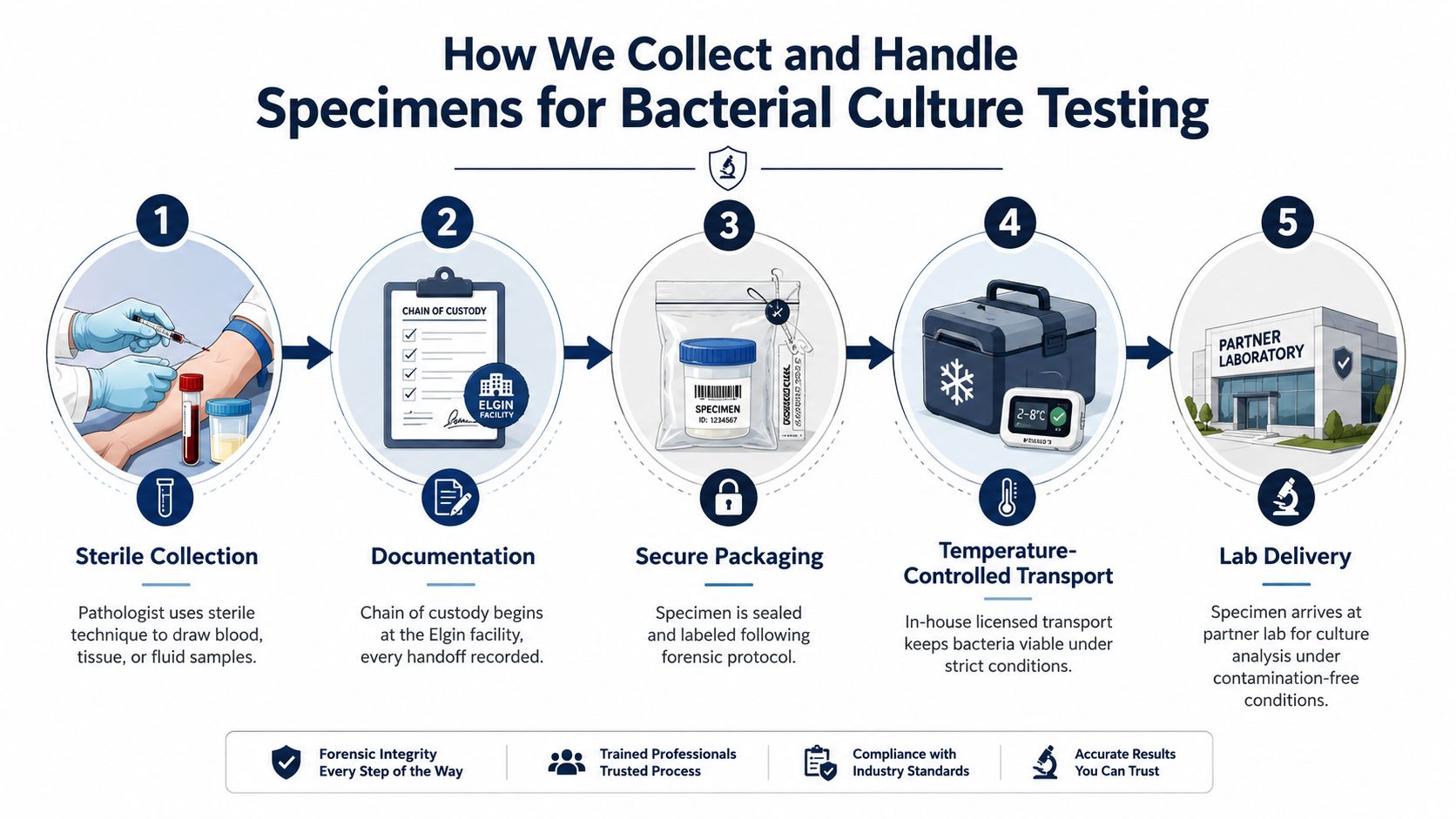 A five-step infographic showing the sterile collection, documentation, packaging, temperature-controlled transport, and lab delivery of bacterial specimens.