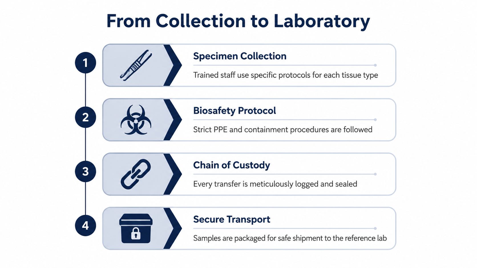 A four-step infographic illustrating the professional procedure for moving biological specimens from collection to the laboratory.