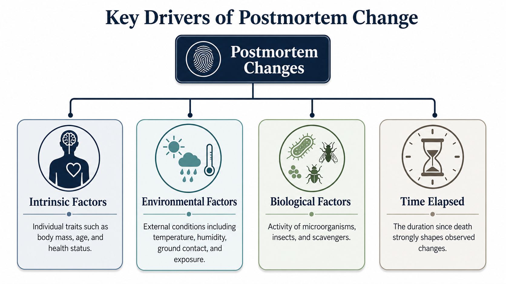 A diagram illustrating the four key drivers of postmortem changes: intrinsic factors, environmental factors, biological factors, and time.