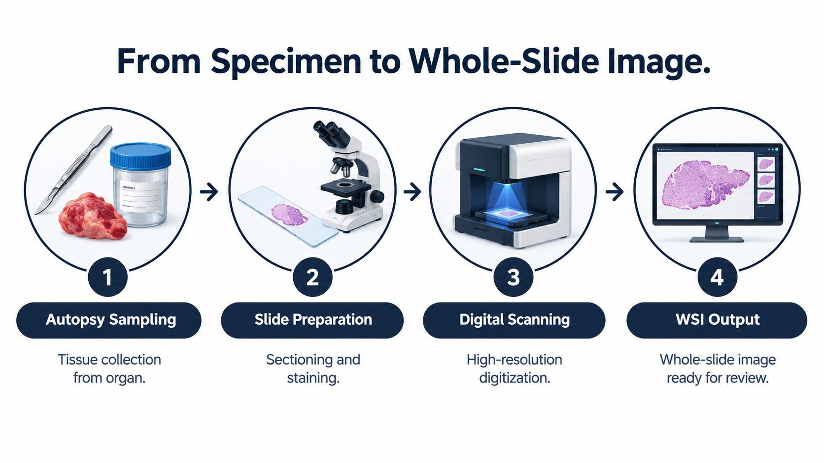 A four-step diagram showing the process of transforming physical tissue specimens into digital whole-slide images for review.