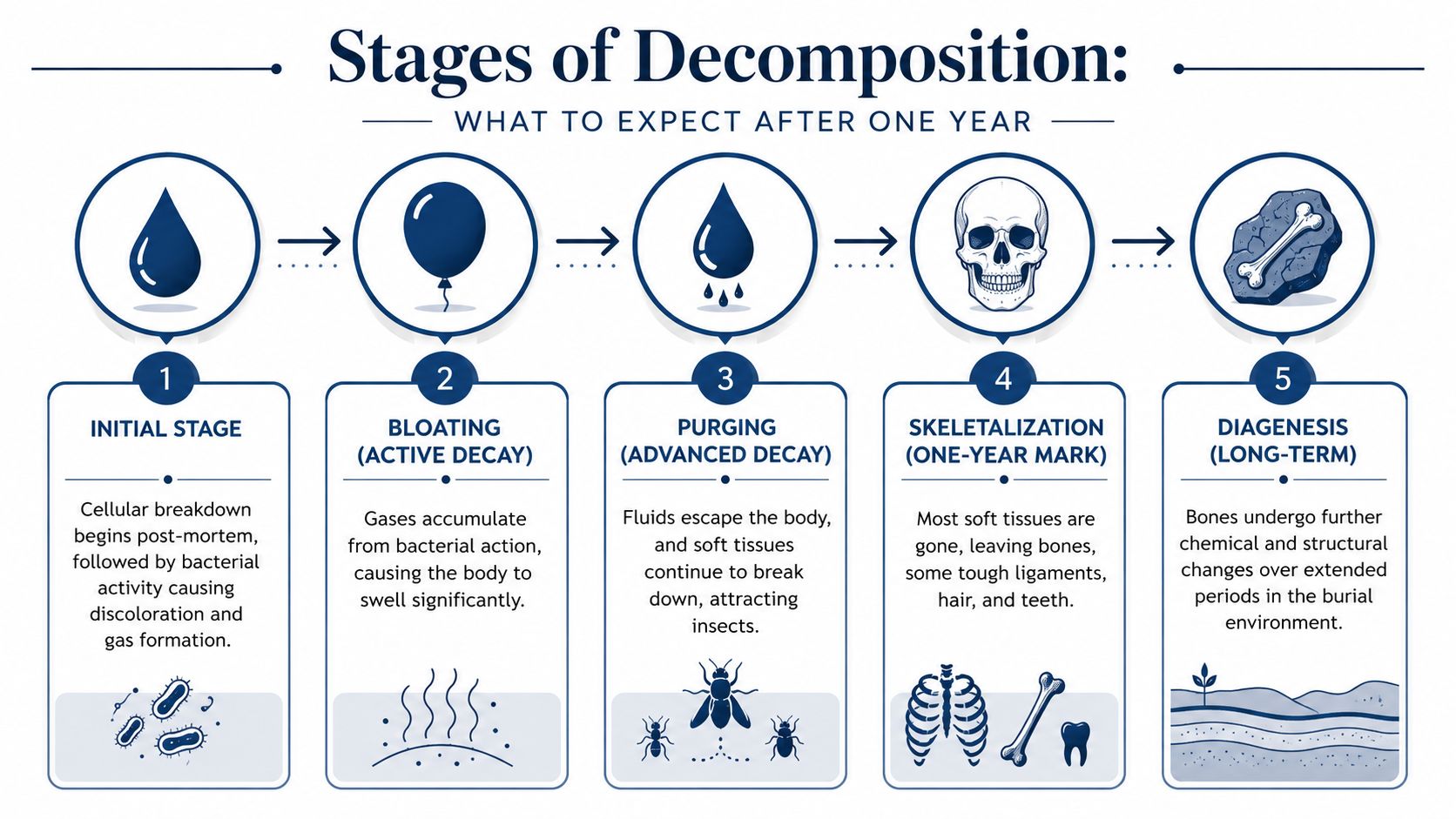 An infographic detailing the five stages of human body decomposition from the initial stage to long-term diagenesis.