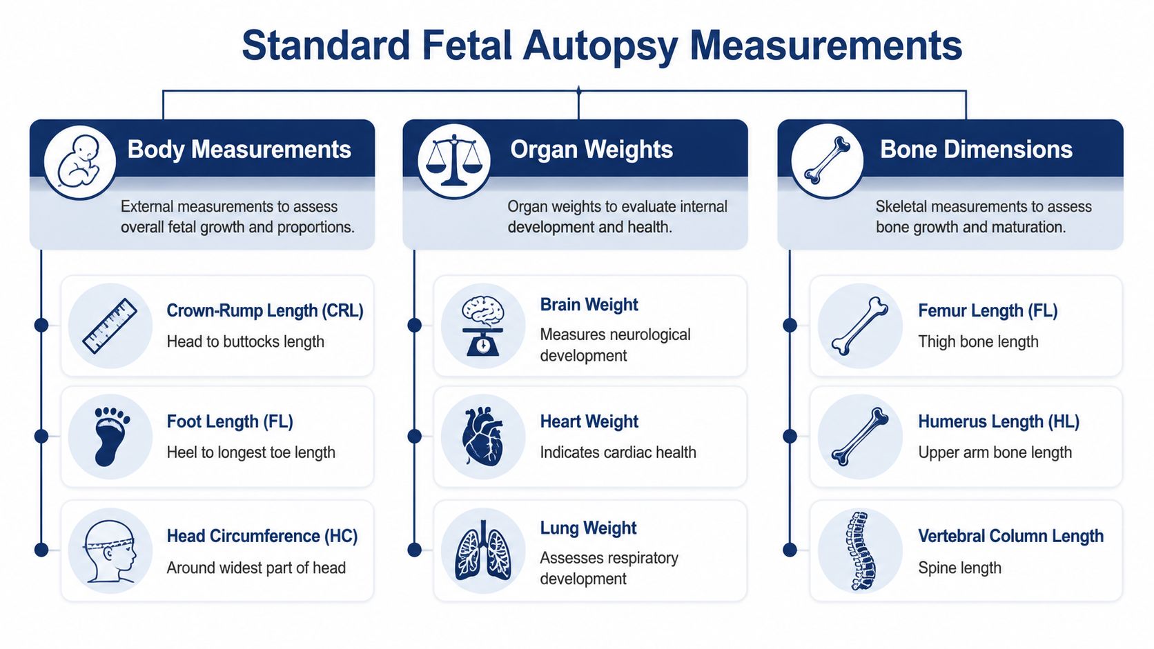 A diagnostic infographic detailing standard fetal autopsy measurements including body, organ, and bone skeletal metrics.