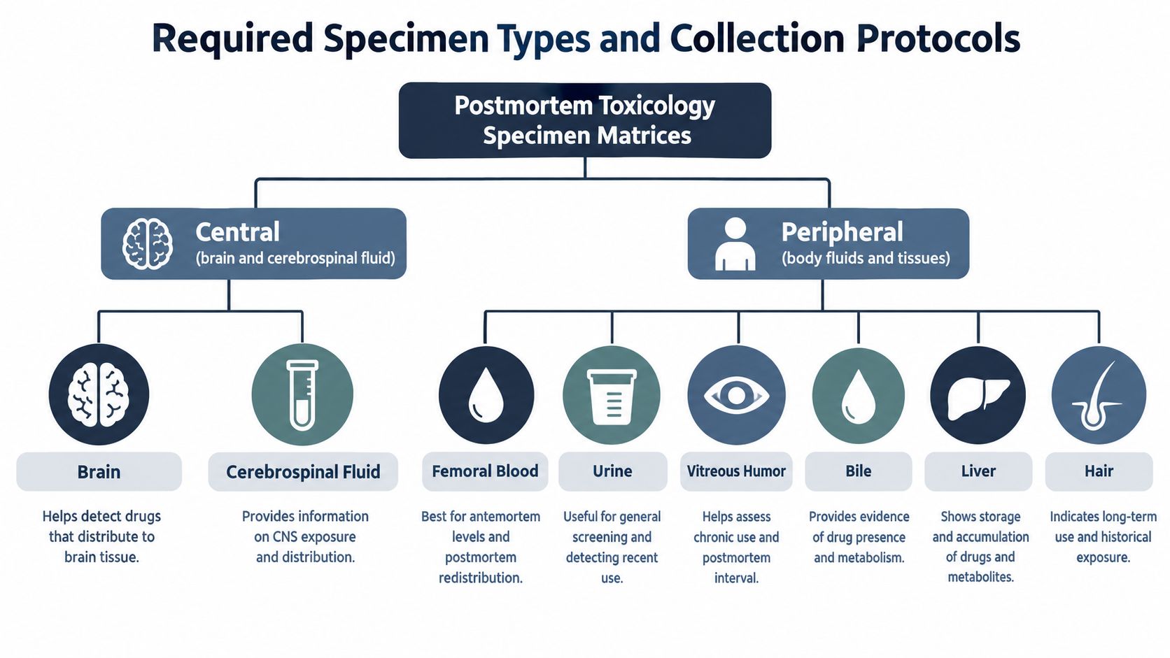 An infographic detailing various specimen types and collection protocols used for postmortem toxicology analysis in forensics.
