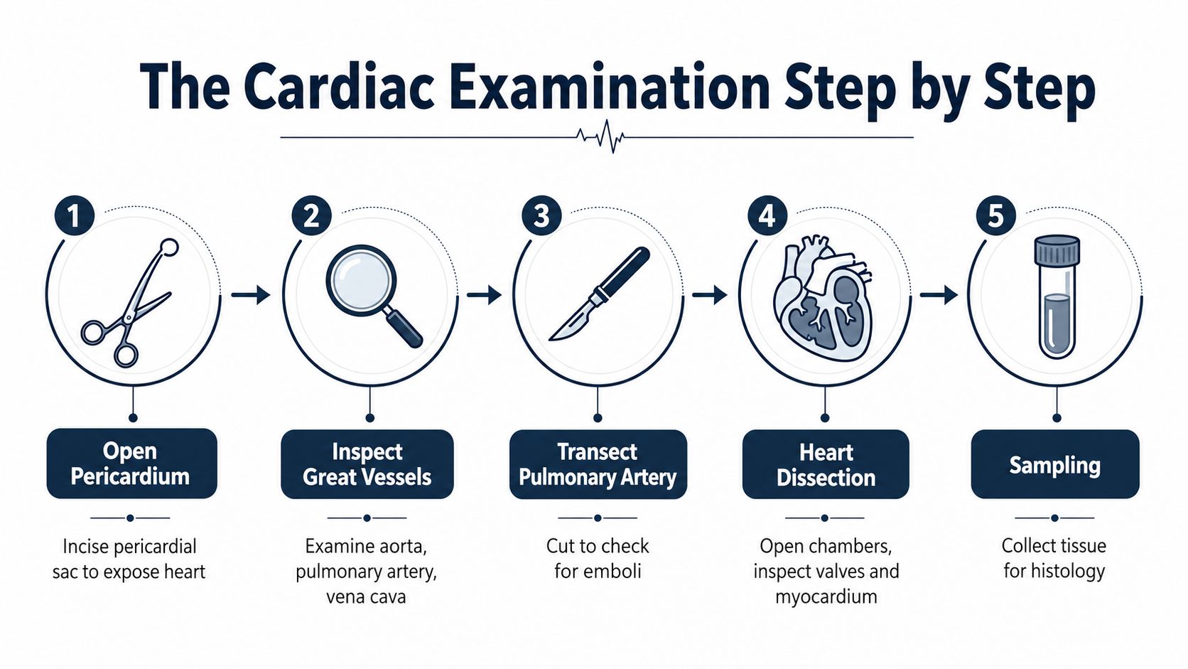 A five-step instructional diagram detailing the cardiac autopsy procedure, from opening the pericardium to tissue sampling.