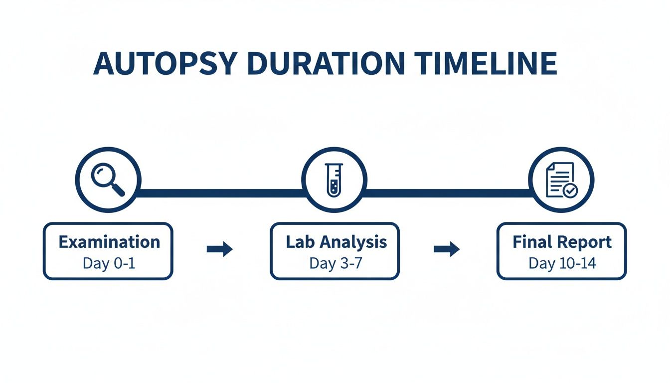 A timeline illustrating the autopsy duration process, from examination to lab analysis and final report.
