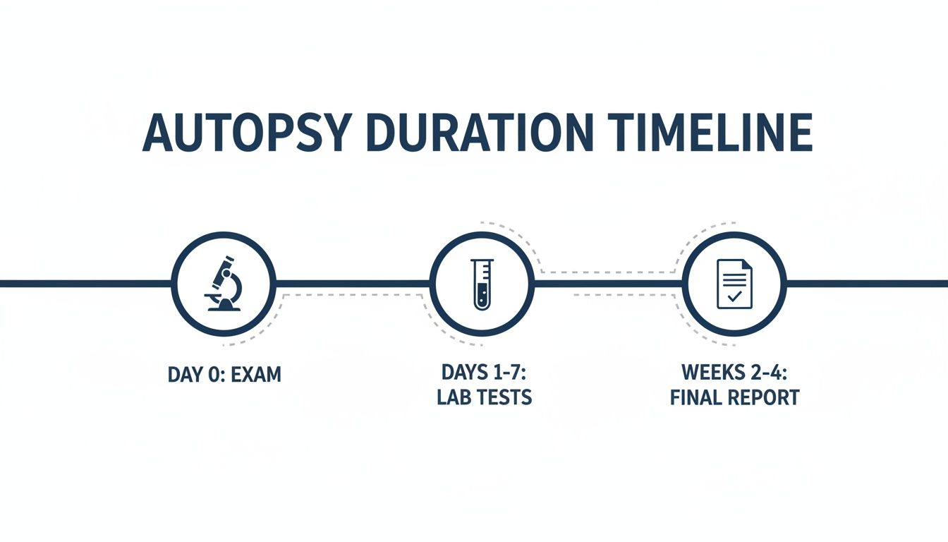 Autopsy duration timeline detailing the stages from exam and lab tests to the final report.