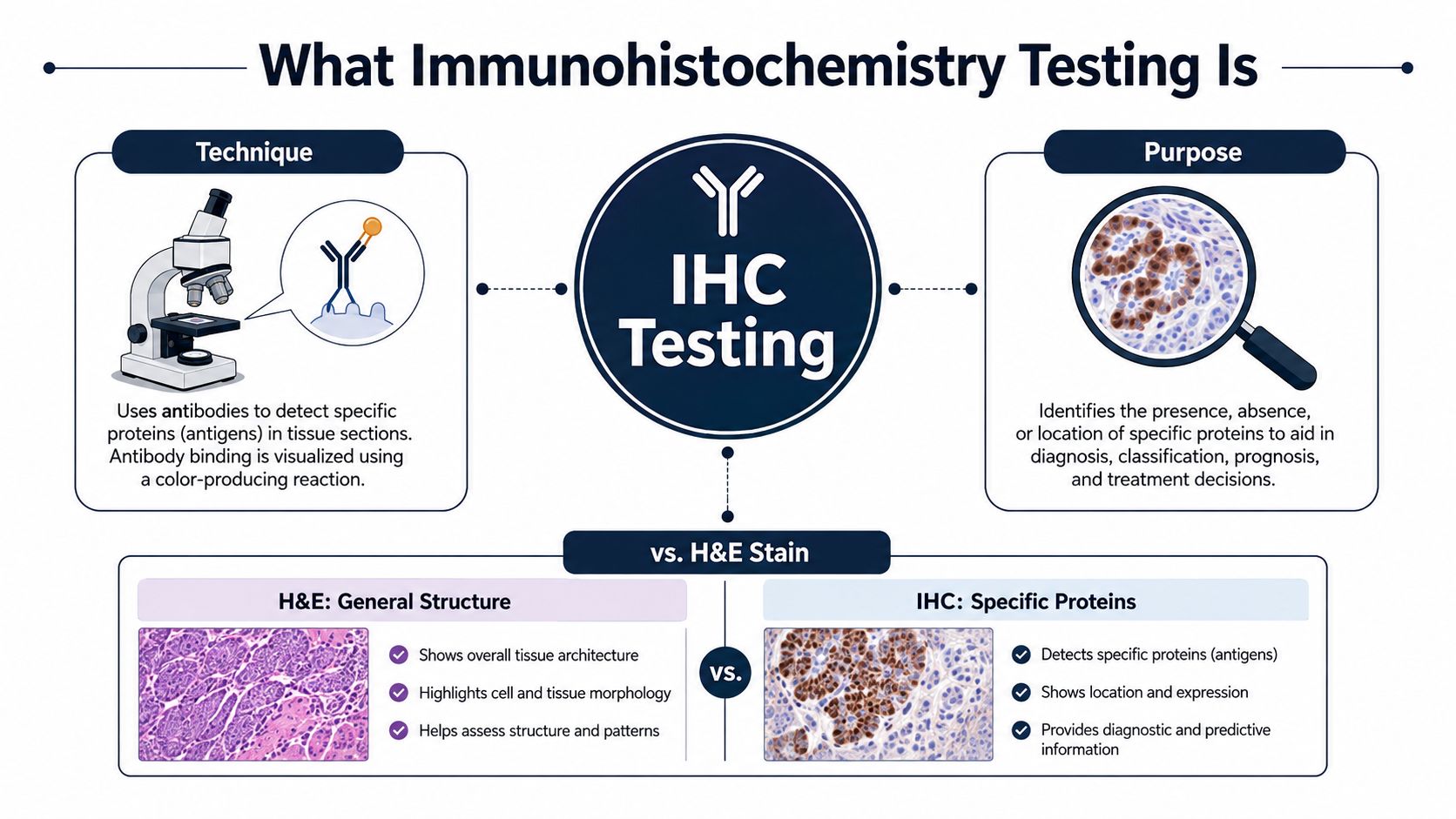 An infographic explaining immunohistochemistry testing, its purpose, technique, and how it compares to standard H&E staining.
