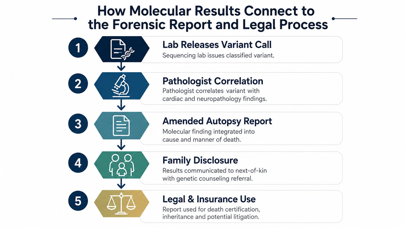 A five-step infographic showing how molecular test results are integrated into forensic autopsy reports and legal processes.