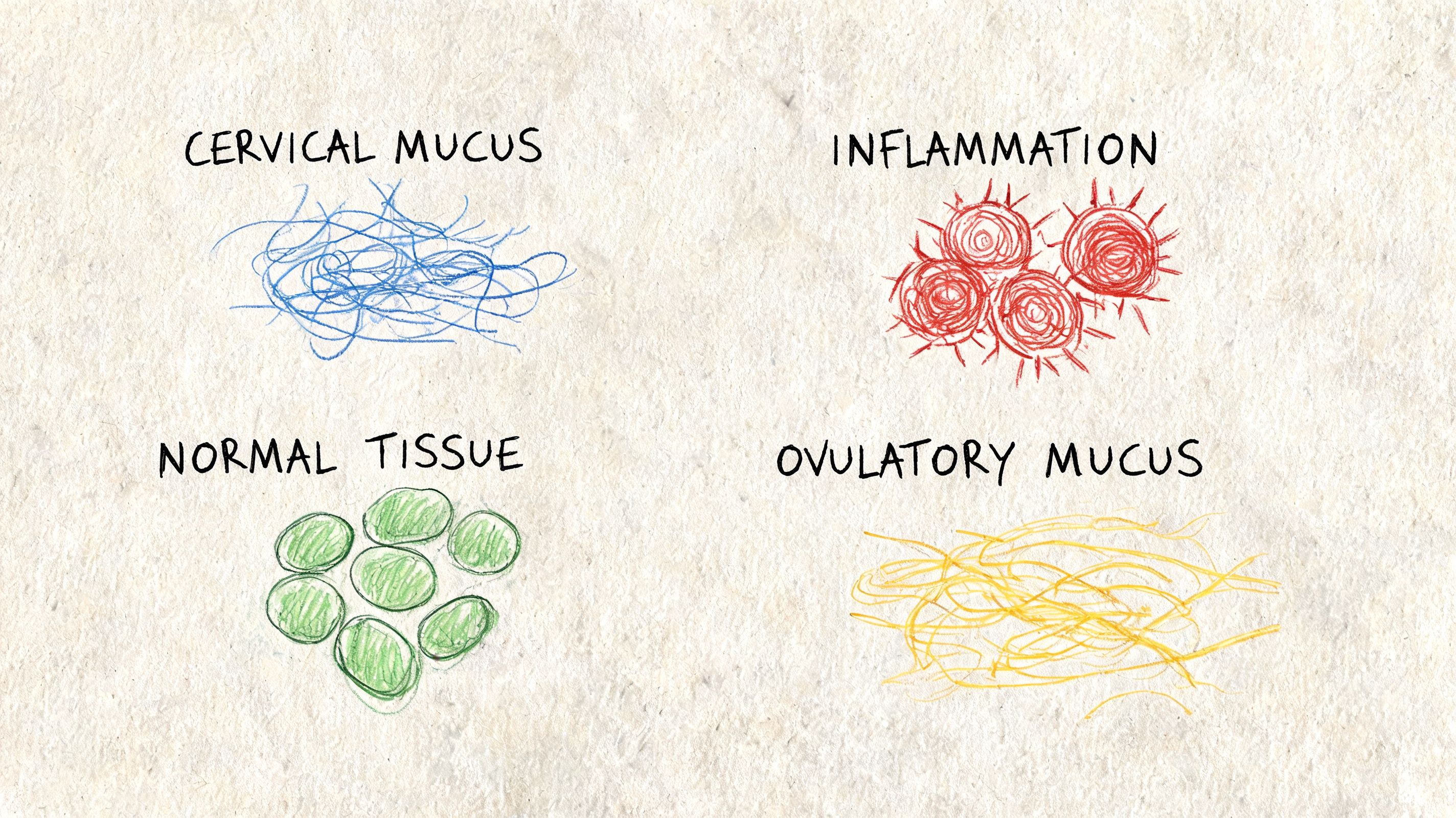 An educational illustration depicting four biological categories: cervical mucus, inflammation, normal tissue, and ovulatory mucus.
