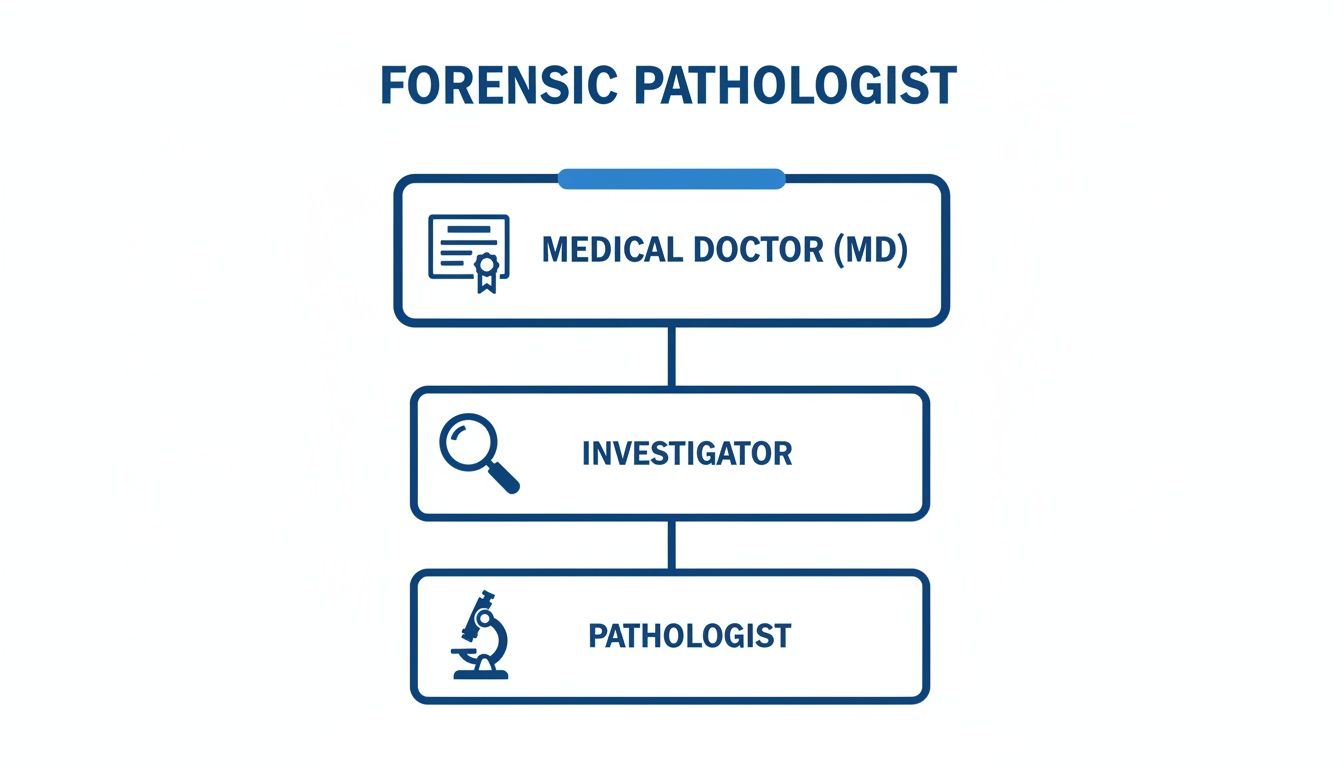 A flowchart titled 'Forensic Pathologist' showing roles: Medical Doctor, Investigator, and Pathologist.