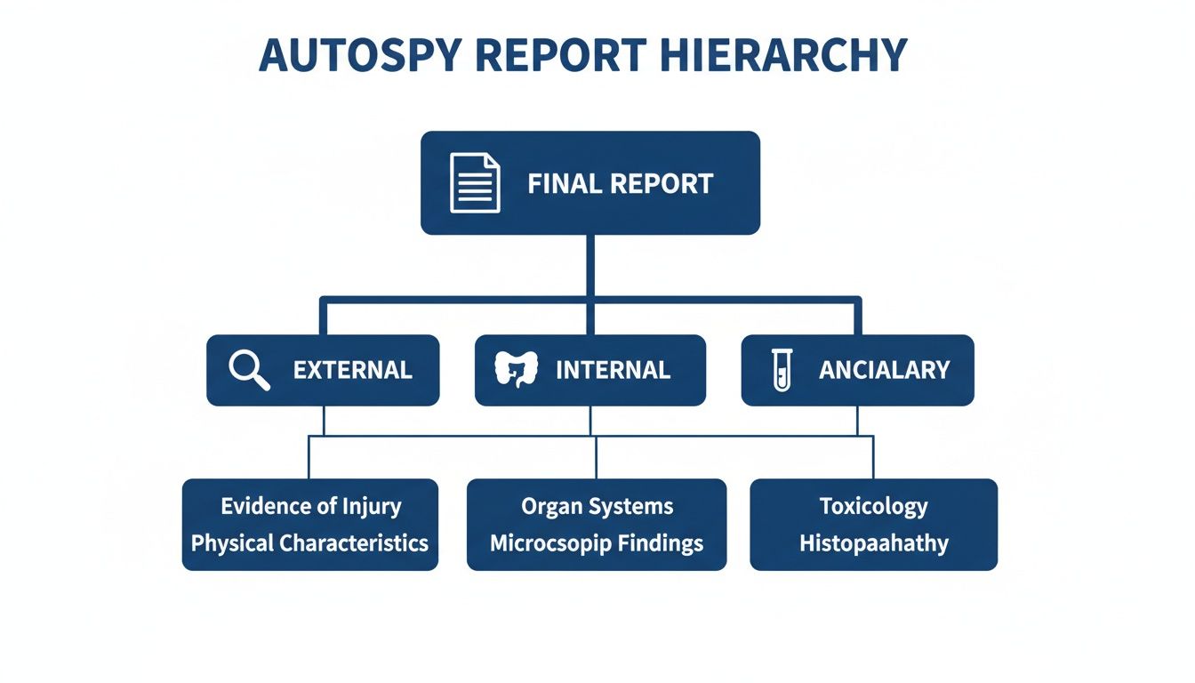 A hierarchical diagram illustrates the detailed components of an autopsy report, from final report to findings.