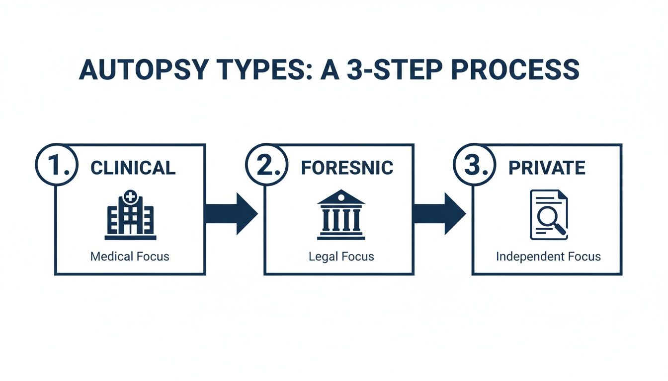 A flowchart illustrating the three main types of autopsies: Clinical, Forensic, and Private, with their respective focuses.