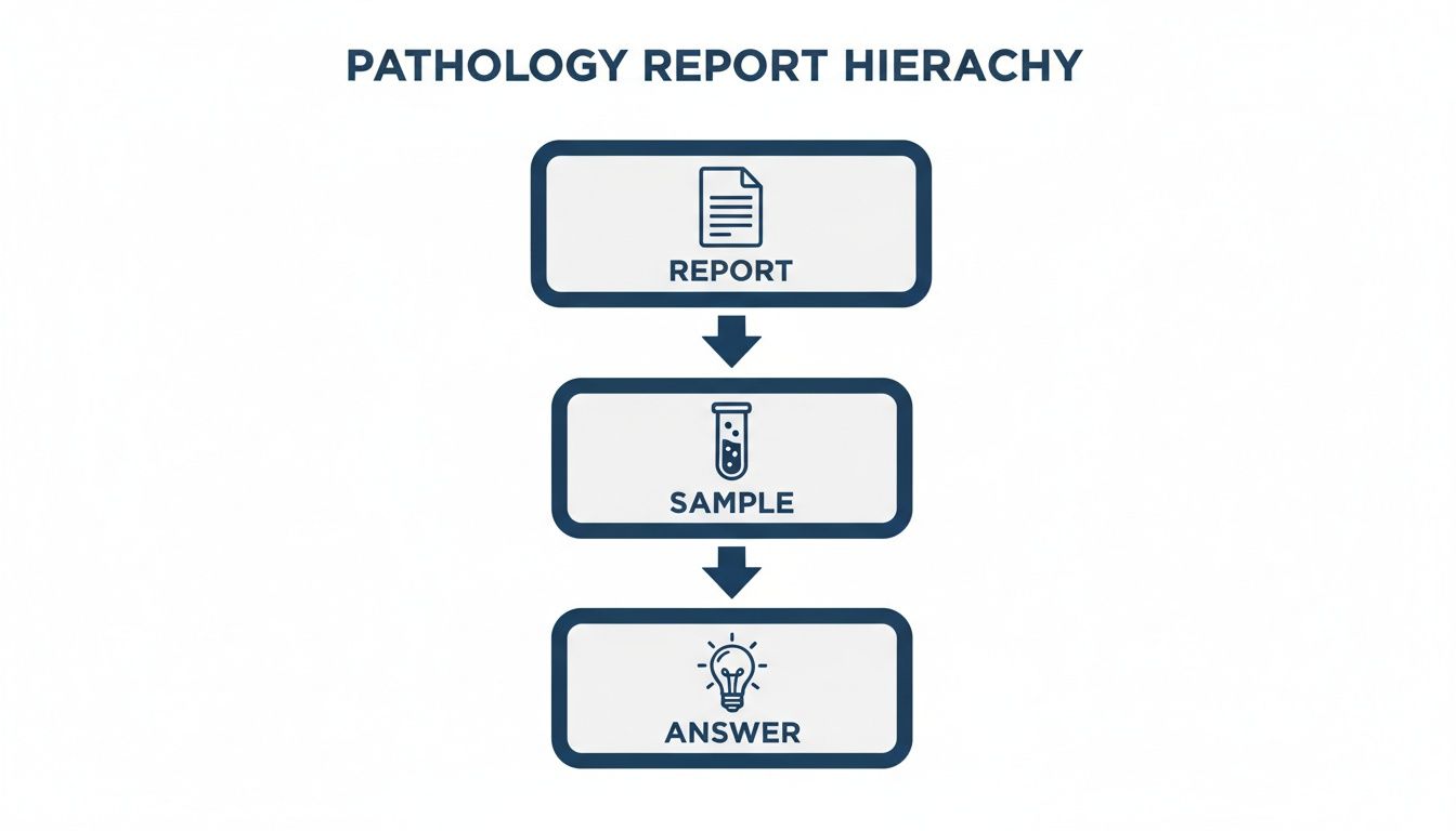 Flowchart illustrating the pathology report hierarchy from report to sample and then to answer.