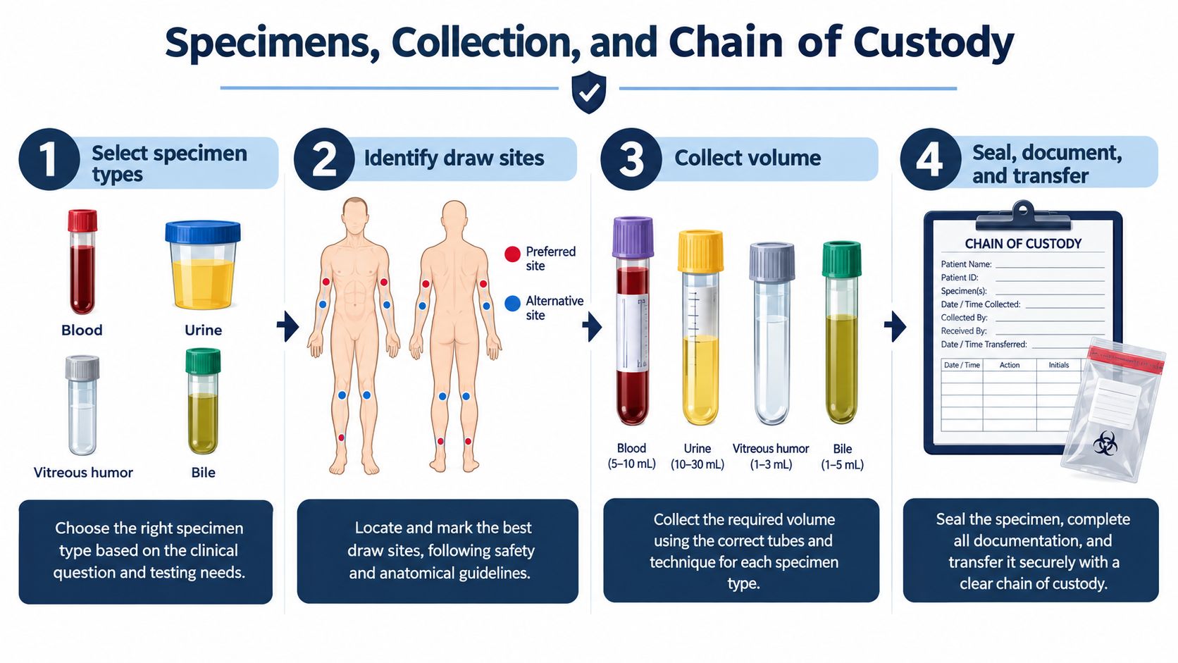 A four-step infographic illustrating medical specimen collection, draw site identification, required volumes, and chain of custody documentation.