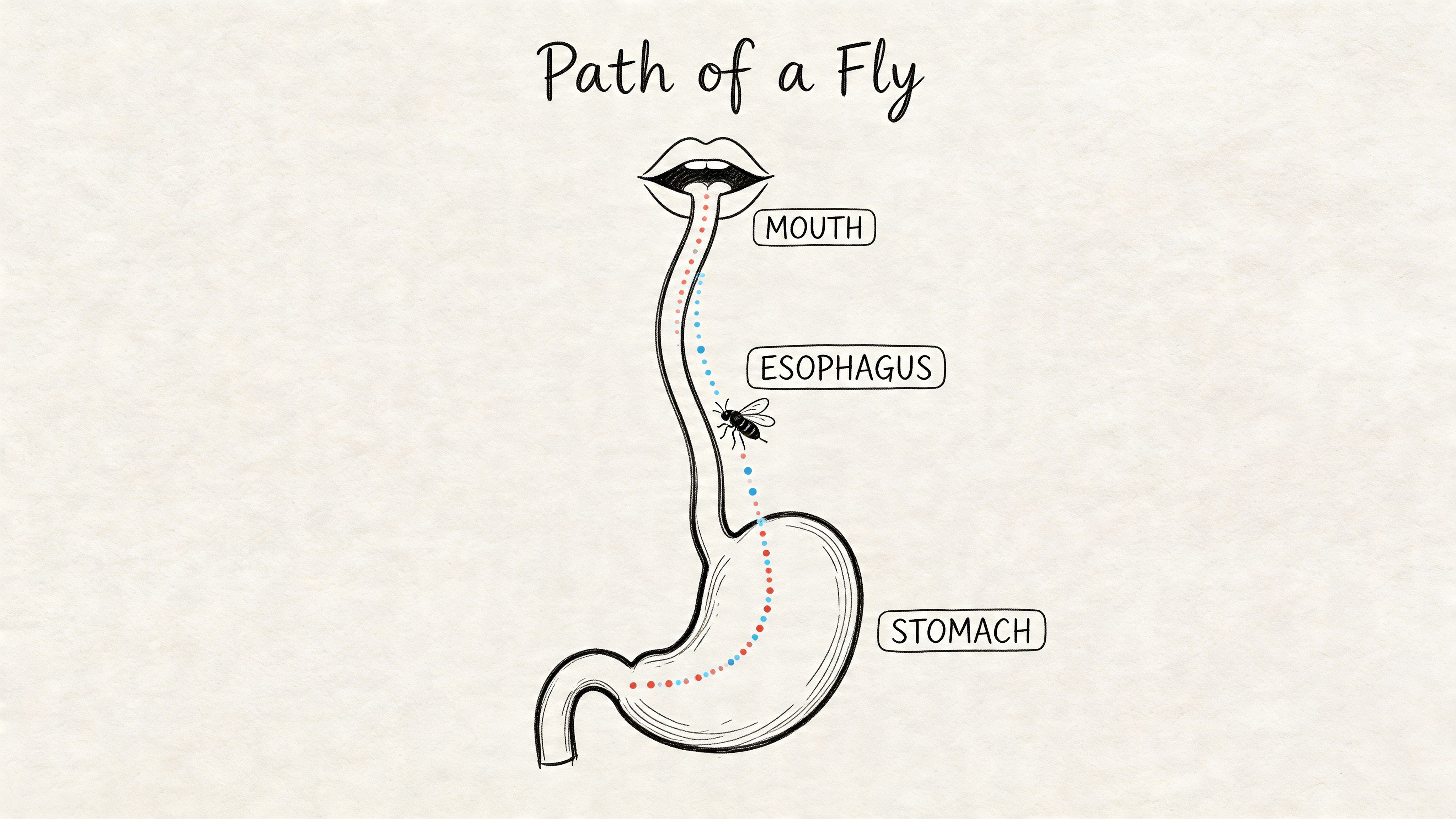 A diagram illustrating the digestive tract path showing how a fly travels through the human body.