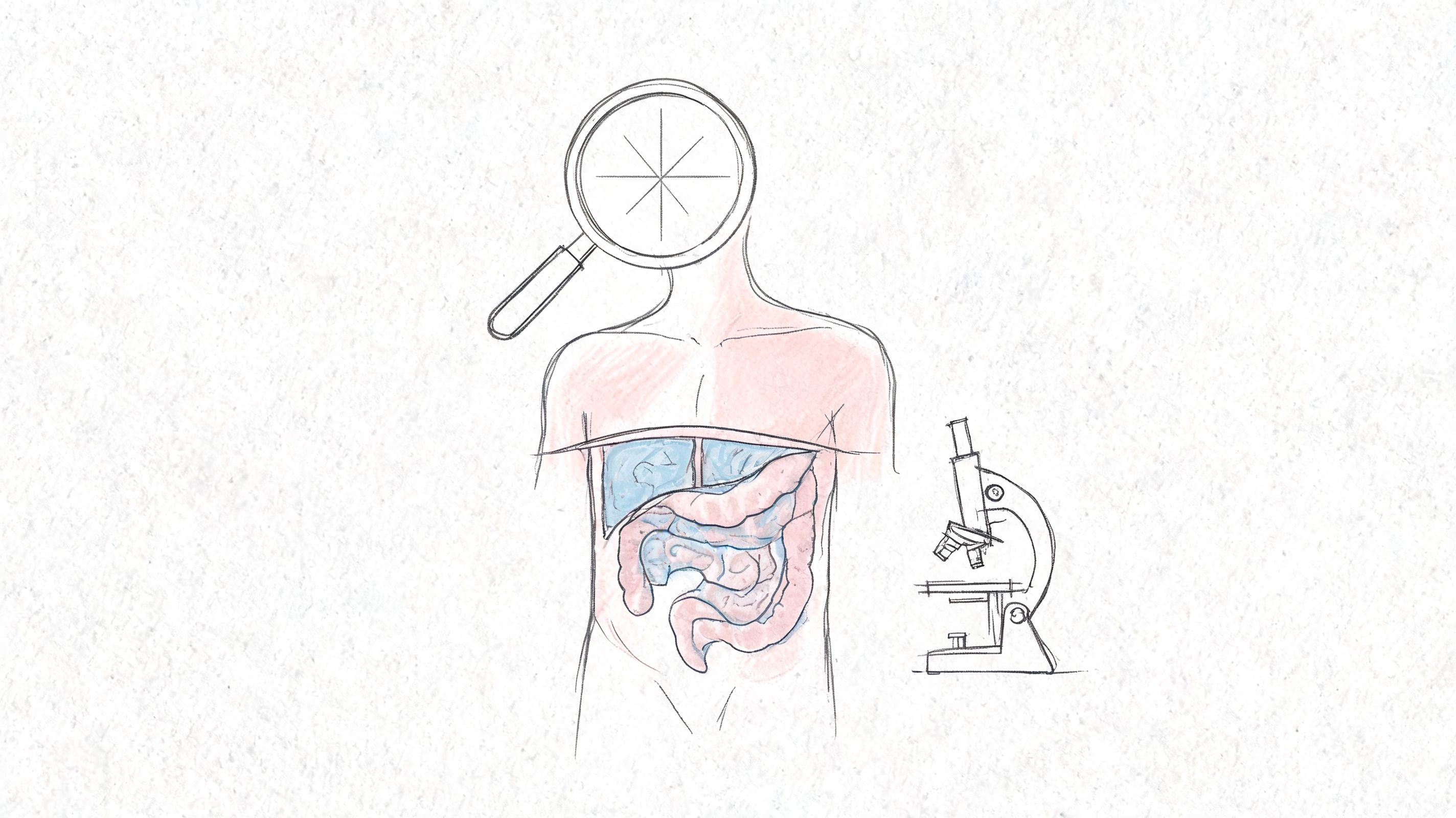 A conceptual medical illustration depicting human digestive organs, a magnifying glass, and a laboratory microscope.