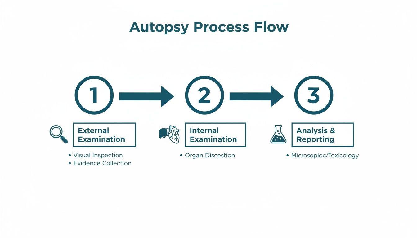 A detailed infographic outlining the three-step autopsy process flow: external, internal examination, and analysis and reporting.