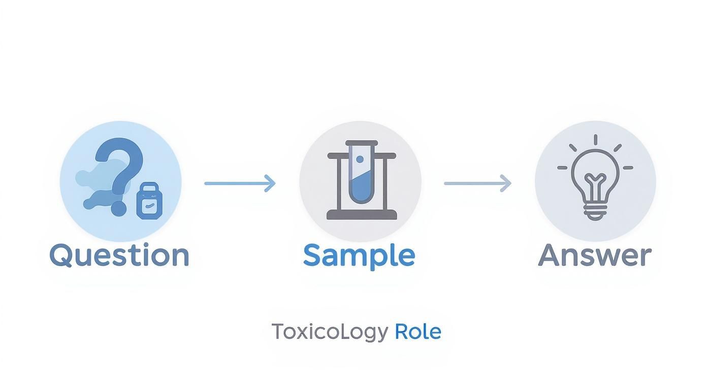 Infographic about what is toxicology report